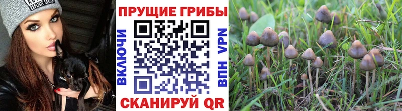 Псилоцибиновые грибы GOLDEN TEACHER закладка Кемь